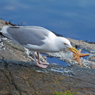 Å - Seagull with starfish